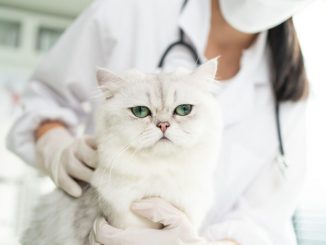 En quoi consiste l'anémie hémolytique chez le chat